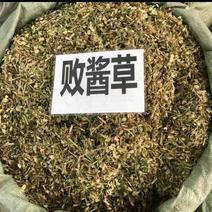 败酱草中药材败酱草黄花败酱草中药材草药败酱草