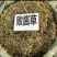 败酱草中药材败酱草黄花败酱草中药材草药败酱草