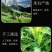 败酱草中药材败酱草黄花败酱草中药材草药败酱草