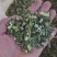 益母草河南野生产地