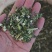 益母草河南野生产地