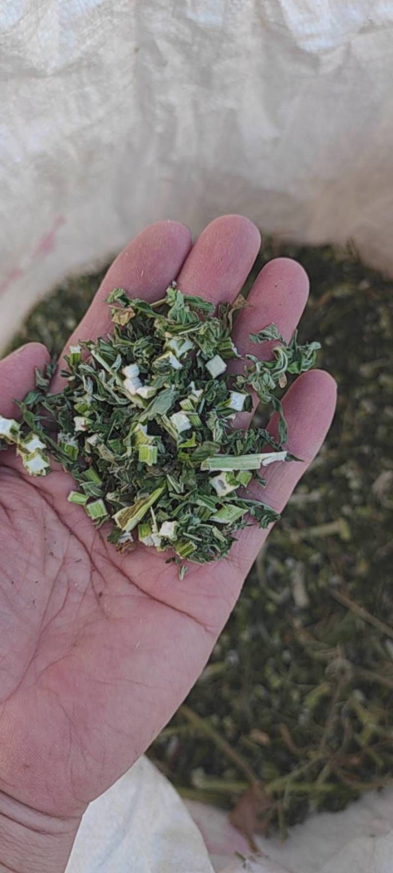 益母草河南野生产地