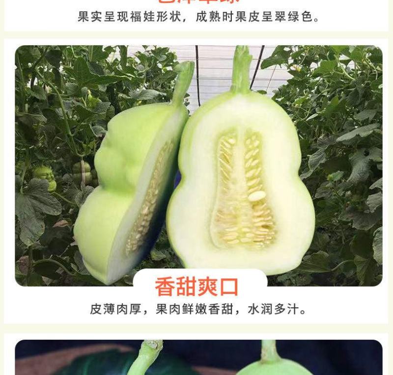 山东福娃人参果一件代发产地发货质量保证快递包邮