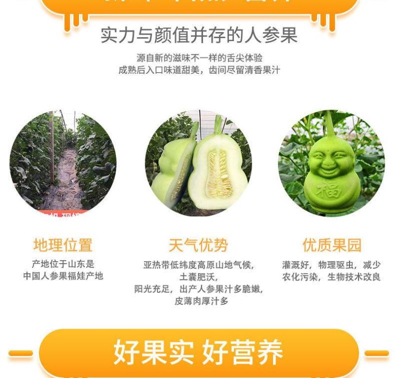 山东福娃人参果一件代发产地发货质量保证快递包邮