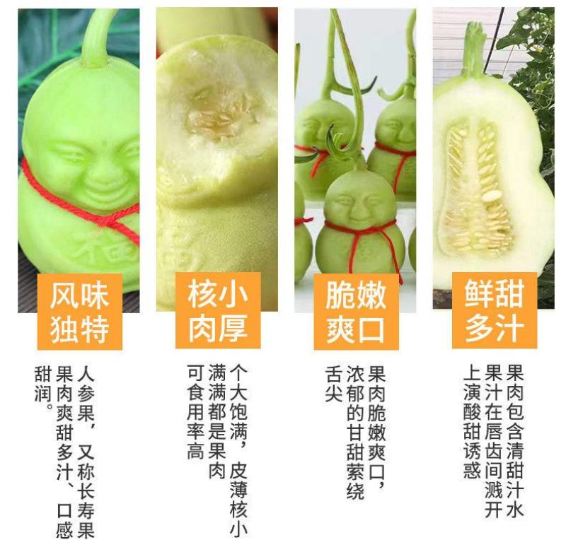 山东福娃人参果一件代发产地发货质量保证快递包邮
