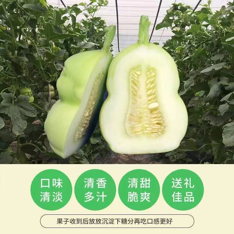 山东福娃人参果一件代发产地发货质量保证快递包邮