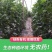 山东福娃人参果一件代发产地发货质量保证快递包邮