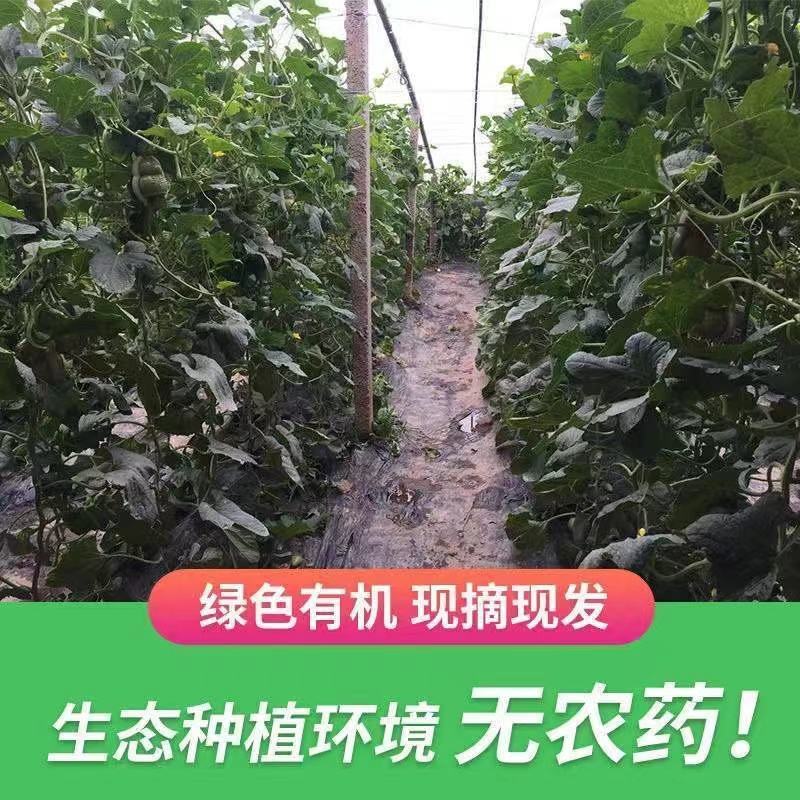 山东福娃人参果一件代发产地发货质量保证快递包邮