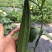 棱角丝瓜种子大肉丝瓜水瓜阳台菜园盆栽庭院有机蔬菜种子