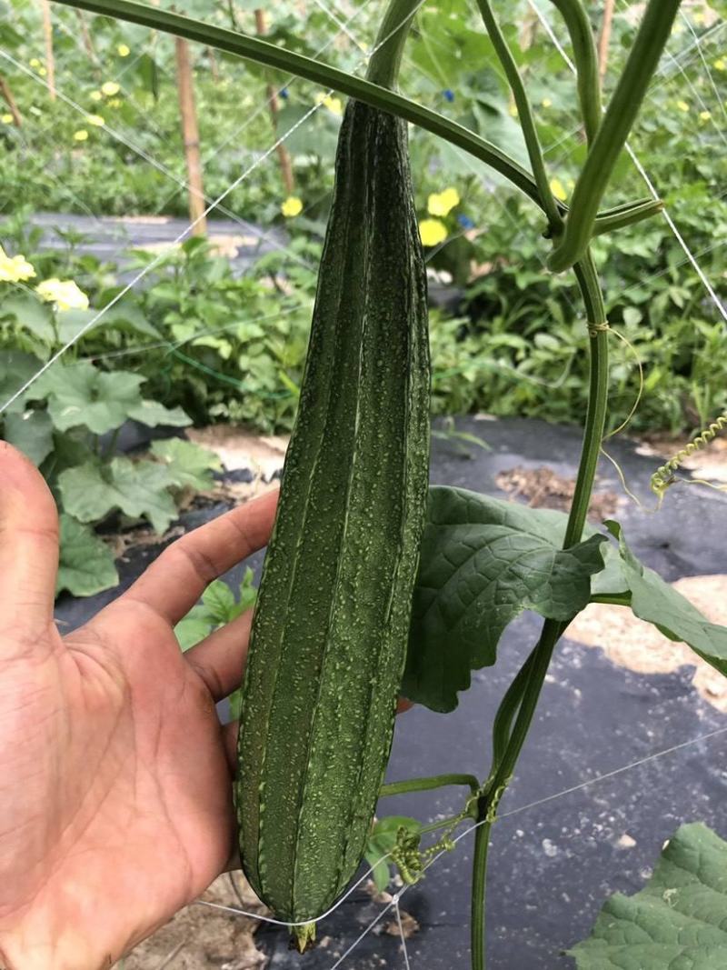 棱角丝瓜种子大肉丝瓜水瓜阳台菜园盆栽庭院有机蔬菜种子