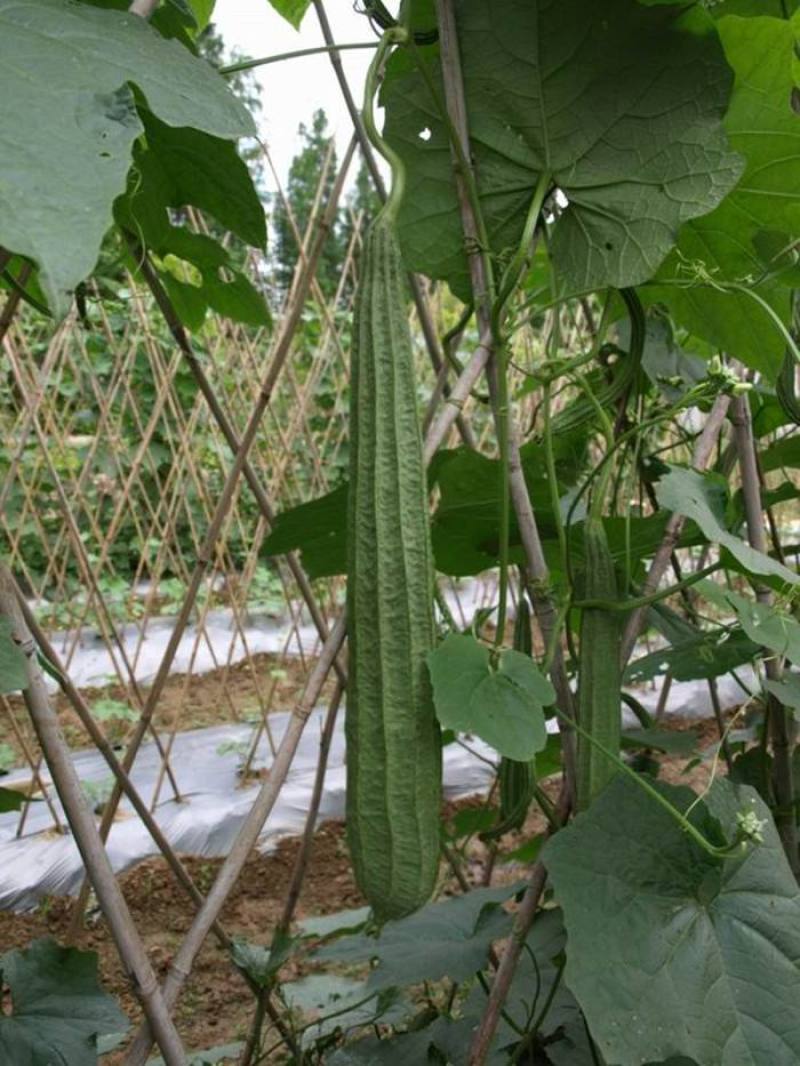 棱角丝瓜种子大肉丝瓜水瓜阳台菜园盆栽庭院有机蔬菜种子