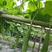 棱角丝瓜种子大肉丝瓜水瓜阳台菜园盆栽庭院有机蔬菜种子