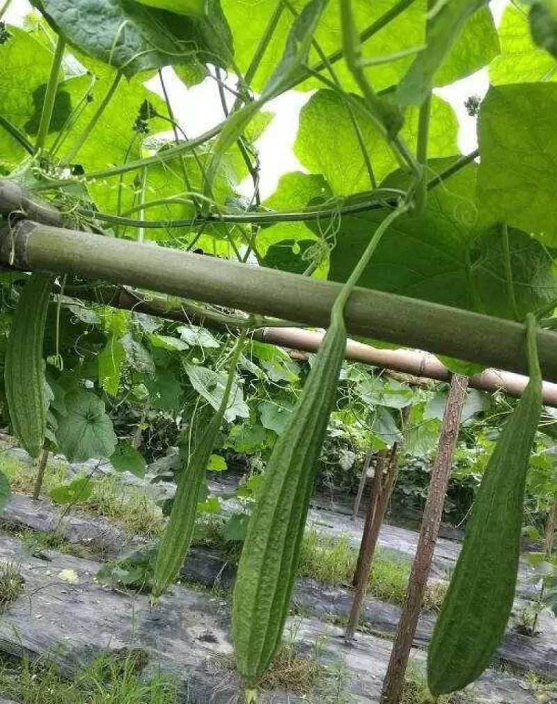 棱角丝瓜种子大肉丝瓜水瓜阳台菜园盆栽庭院有机蔬菜种子