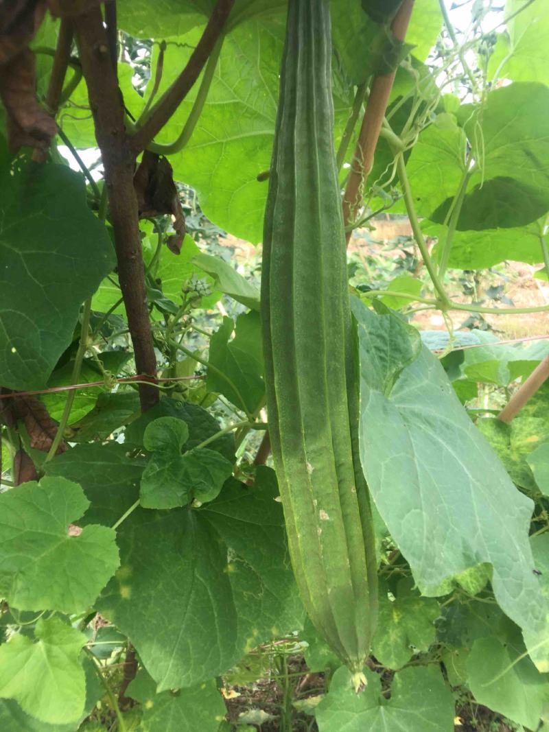 棱角丝瓜种子大肉丝瓜水瓜阳台菜园盆栽庭院有机蔬菜种子