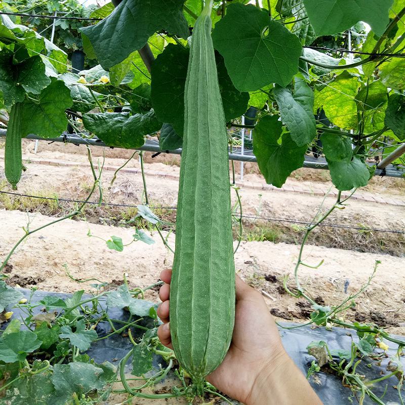 棱角丝瓜种子大肉丝瓜水瓜阳台菜园盆栽庭院有机蔬菜种子