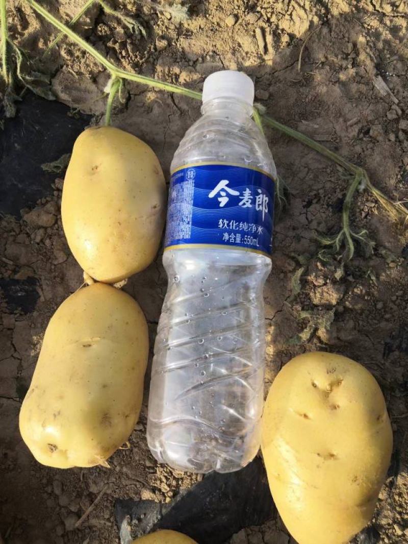 土豆精品土豆大量供应电商商超批发商产地直供