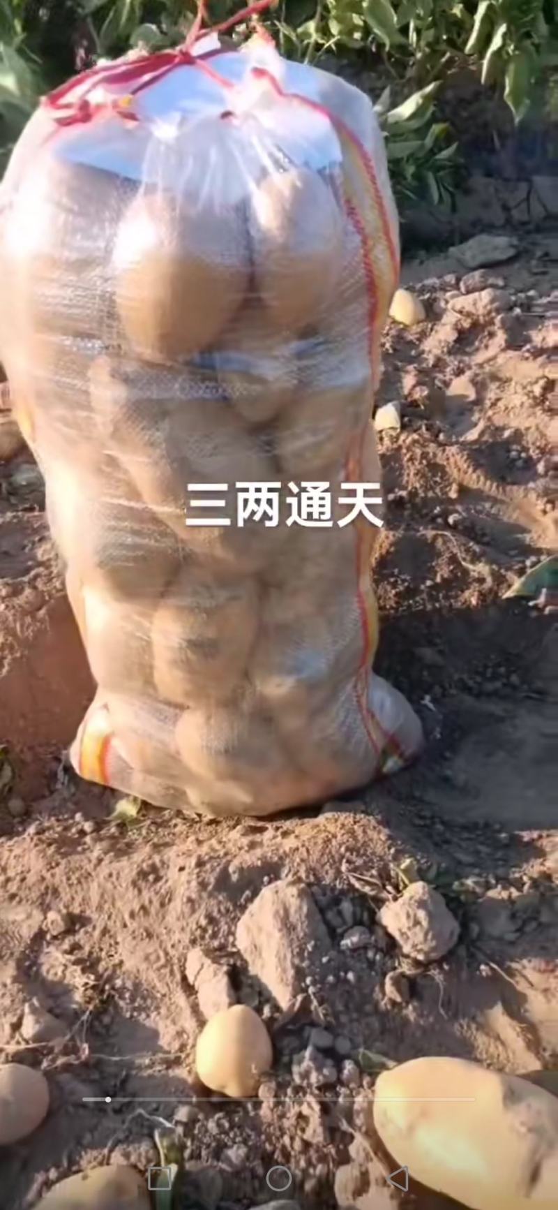 土豆精品土豆大量供应电商商超批发商产地直供