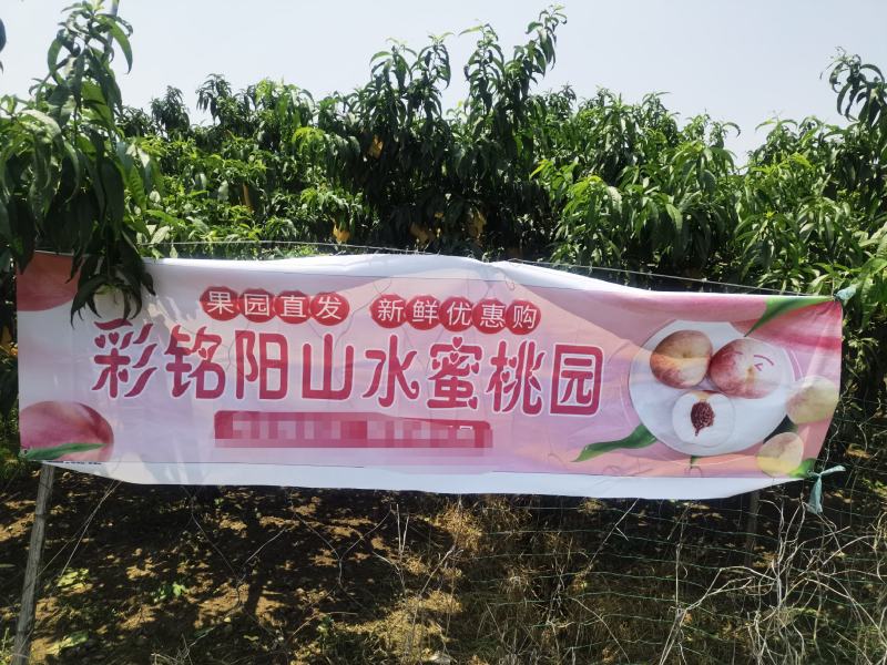 正宗无锡阳山水蜜桃果园直发产地直供6-8月产