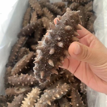 即食海参
