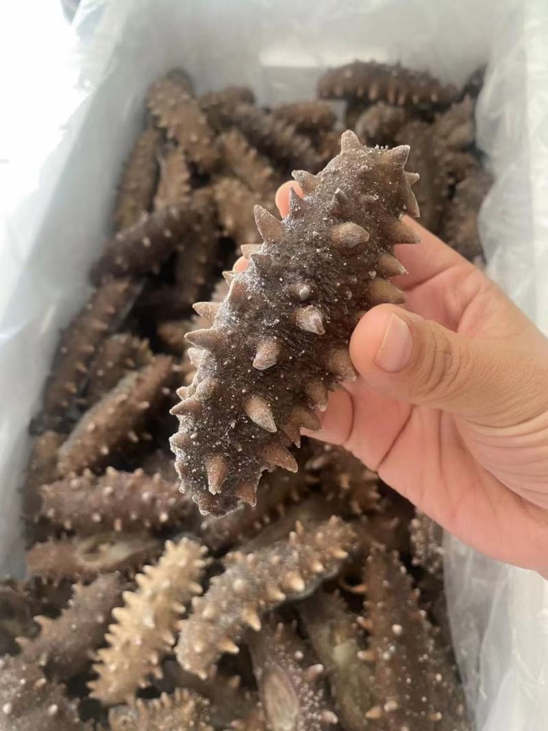即食海参