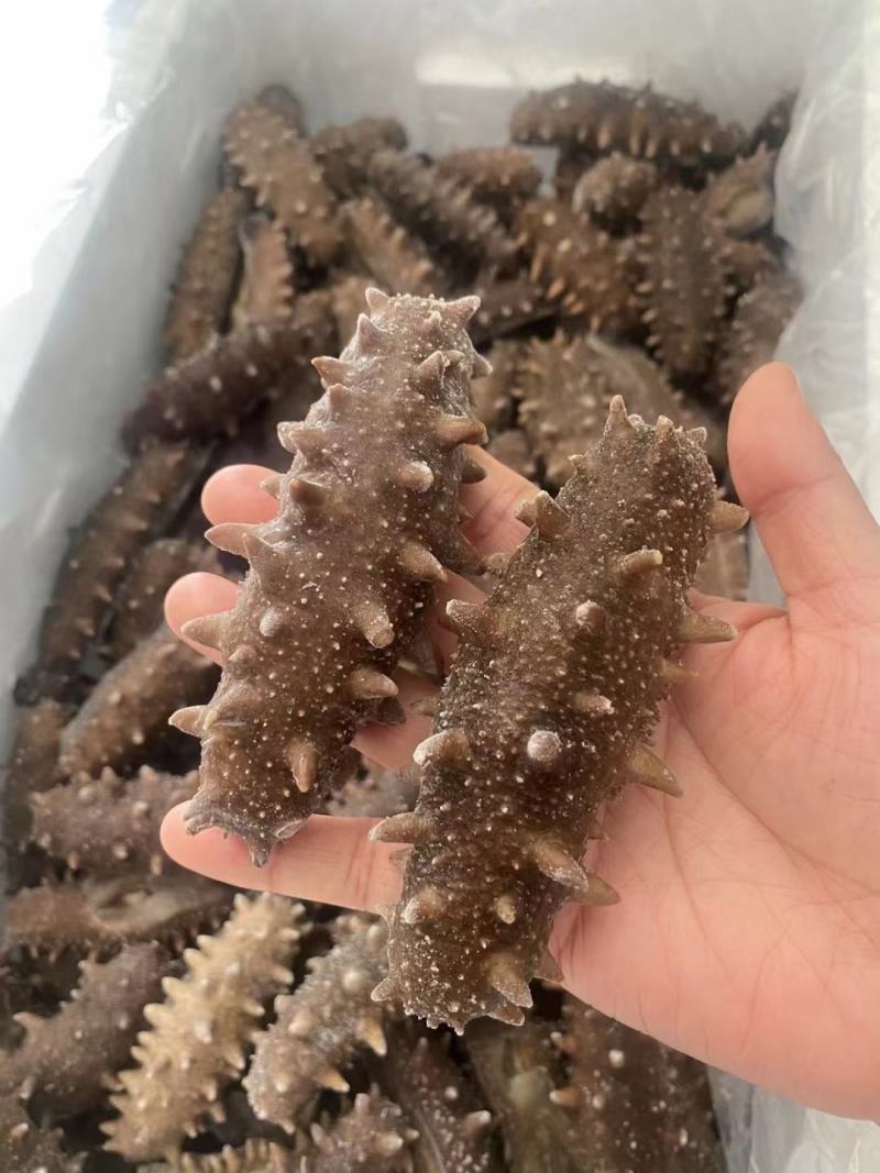 即食海参