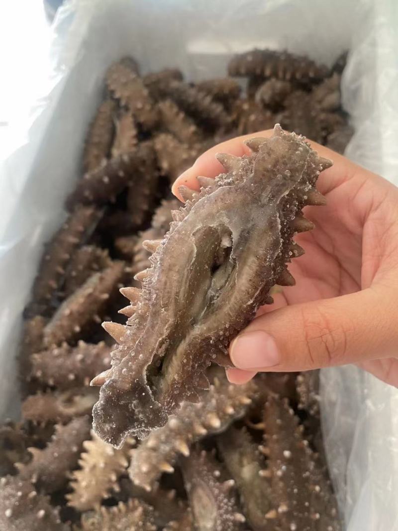 即食海参