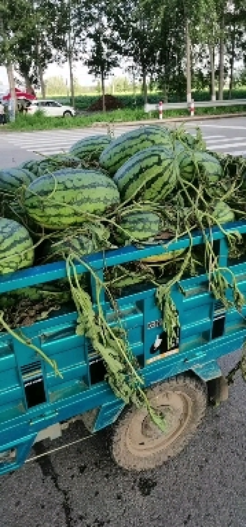 冠龙西瓜优质货源各种规格都有供应商超批发商