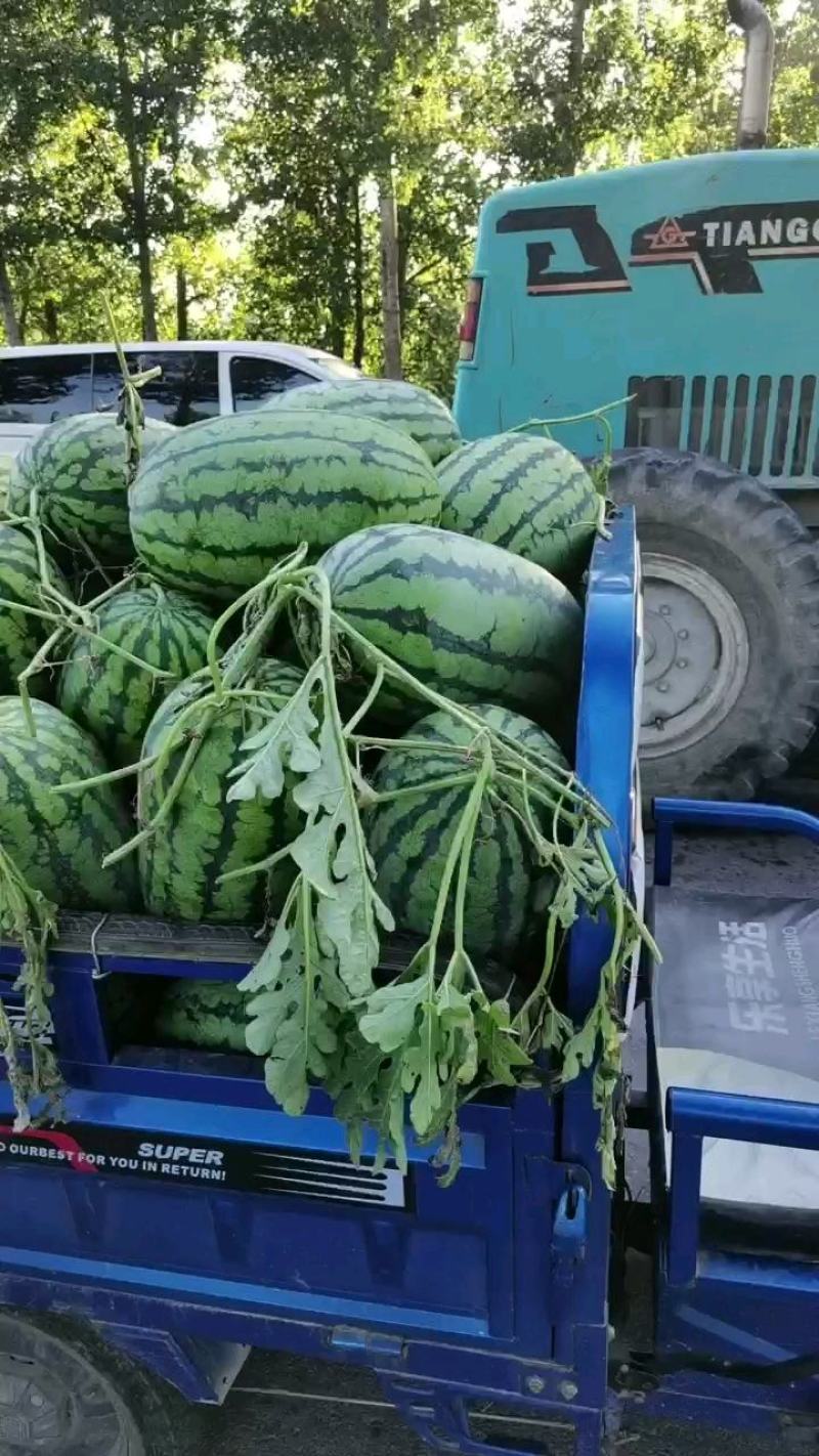 冠龙西瓜优质货源各种规格都有供应商超批发商