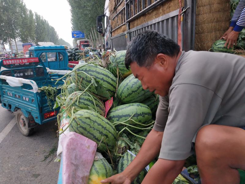 冠龙西瓜优质货源各种规格都有供应商超批发商