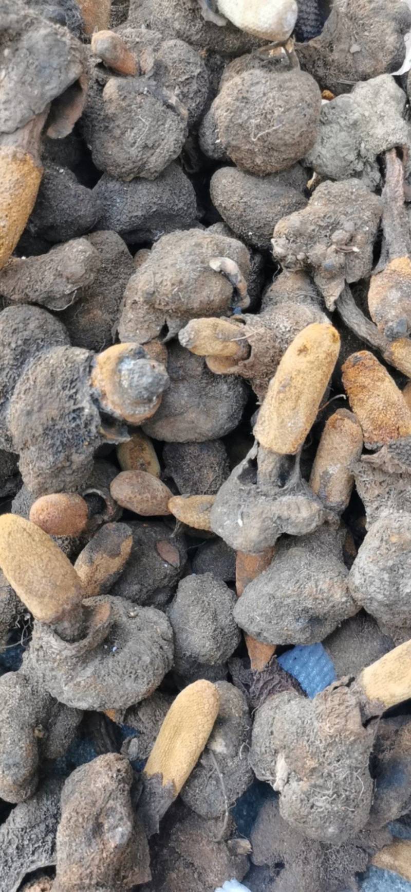 云南金锁阳野生金锁阳各种规格齐全常年供应量大从优