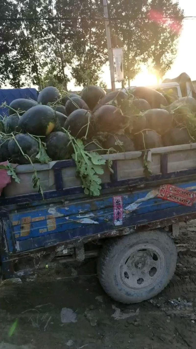 黑皮西瓜大量上市个头大口感好含糖高欢迎新老客户前来选购