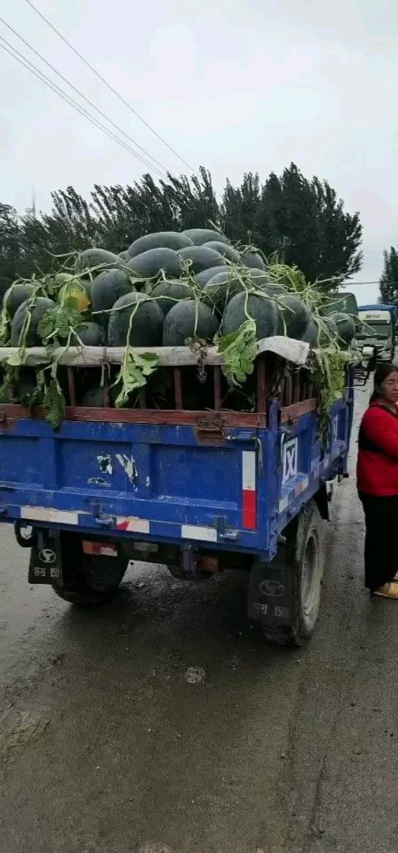 黑皮西瓜大量上市个头大口感好含糖高欢迎新老客户前来选购