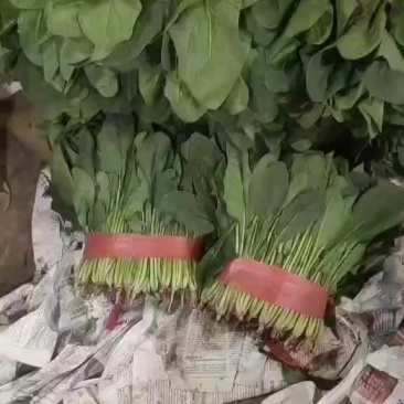 豆角，菠菜，茴香，香菜