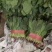 豆角，菠菜，茴香，香菜