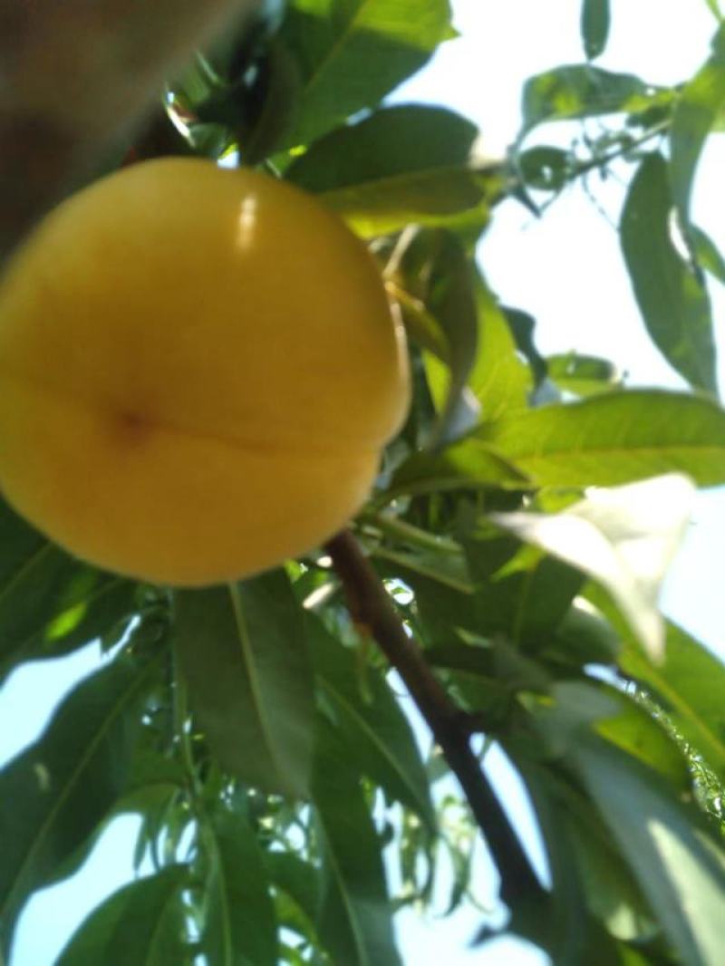 黄金密1号黄肉毛桃自己种植质量保证口感细