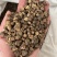 【山慈菇】毛慈菇。一手货源。另外有光慈菇文斌药业