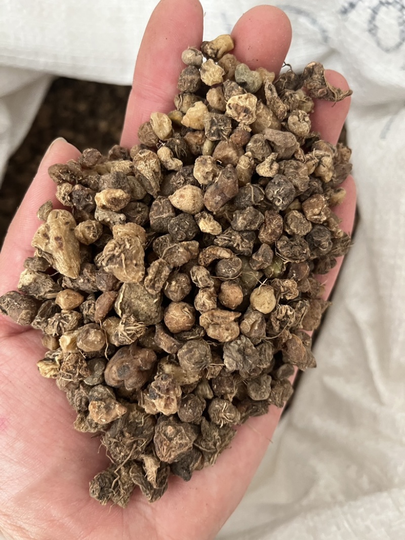 【山慈菇】毛慈菇。一手货源。另外有光慈菇文斌药业
