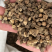 【山慈菇】毛慈菇。一手货源。另外有光慈菇文斌药业