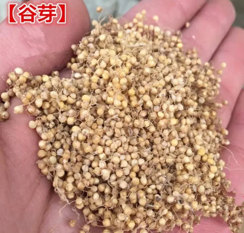 生谷芽统装500g产地山东振兴药材购销站量大从优