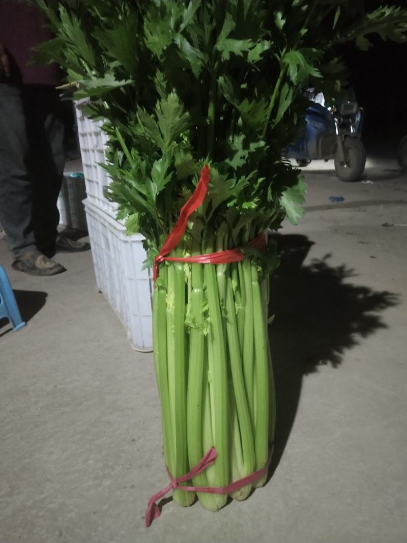 山西黄嫩细芹菜西芹大量上货中产地直供量大从优