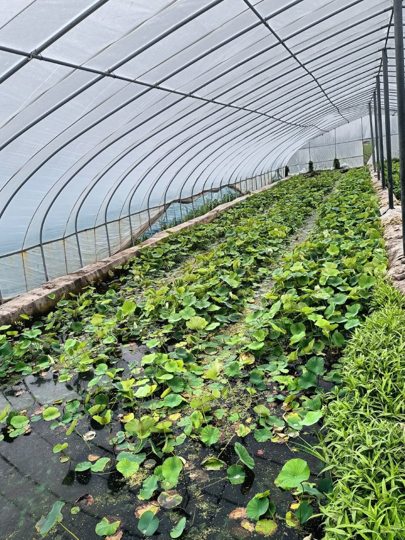 盆栽荷花