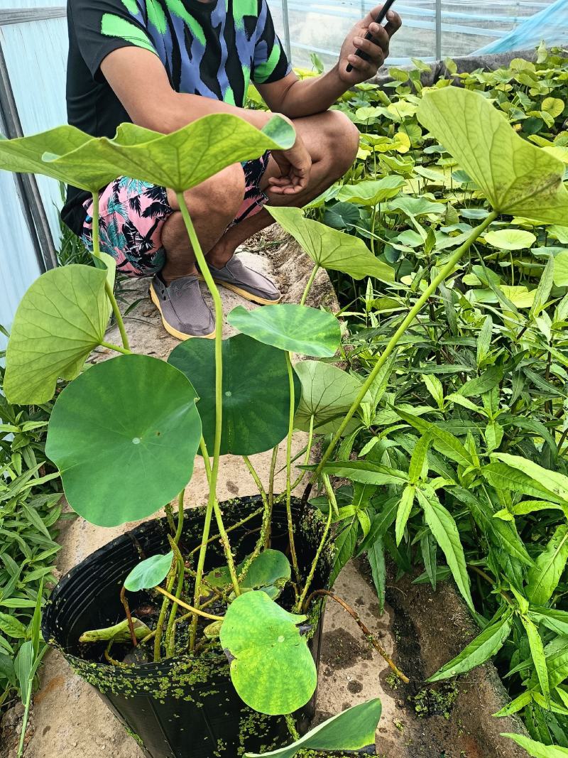 盆栽荷花