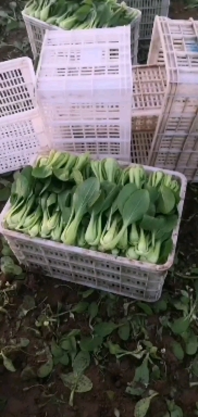 山东曹县万亩上海青基地直发