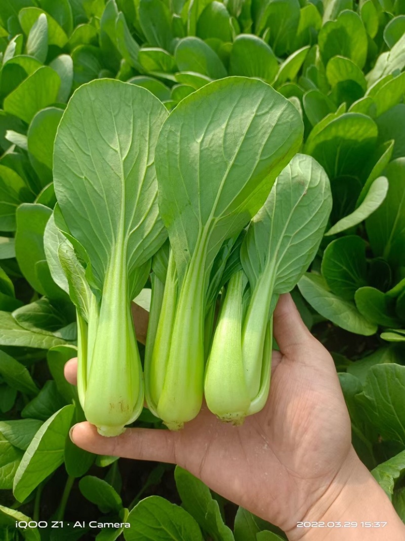 【上海青】小油菜小青菜产地直发专业团队保质保量可开发票