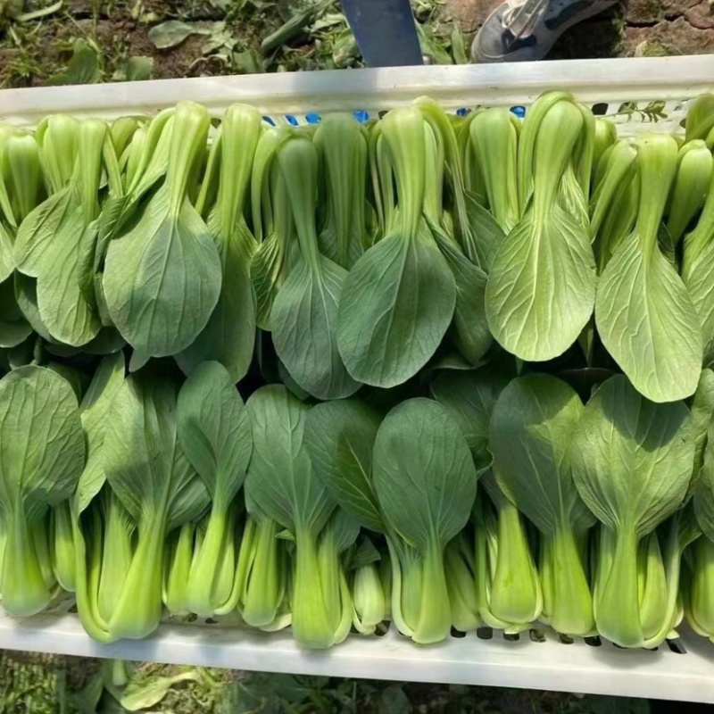 【上海青】小油菜小青菜产地直发专业团队保质保量可开发票