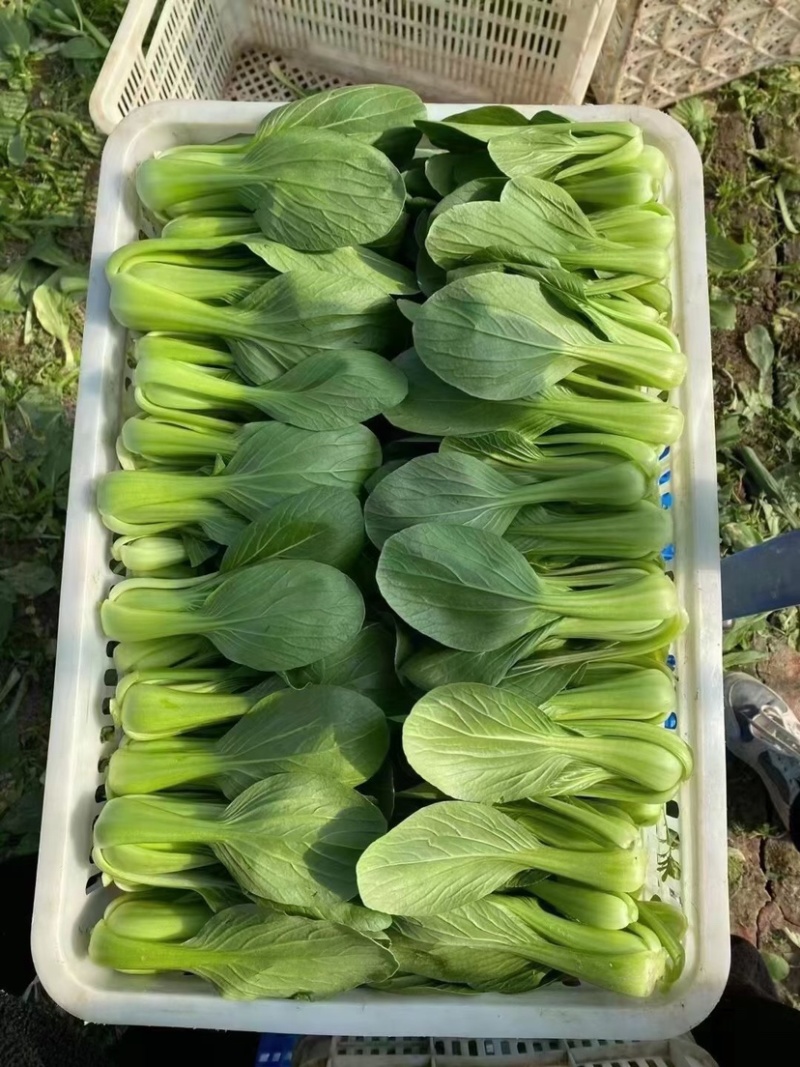 【上海青】小油菜小青菜产地直发专业团队保质保量可开发票
