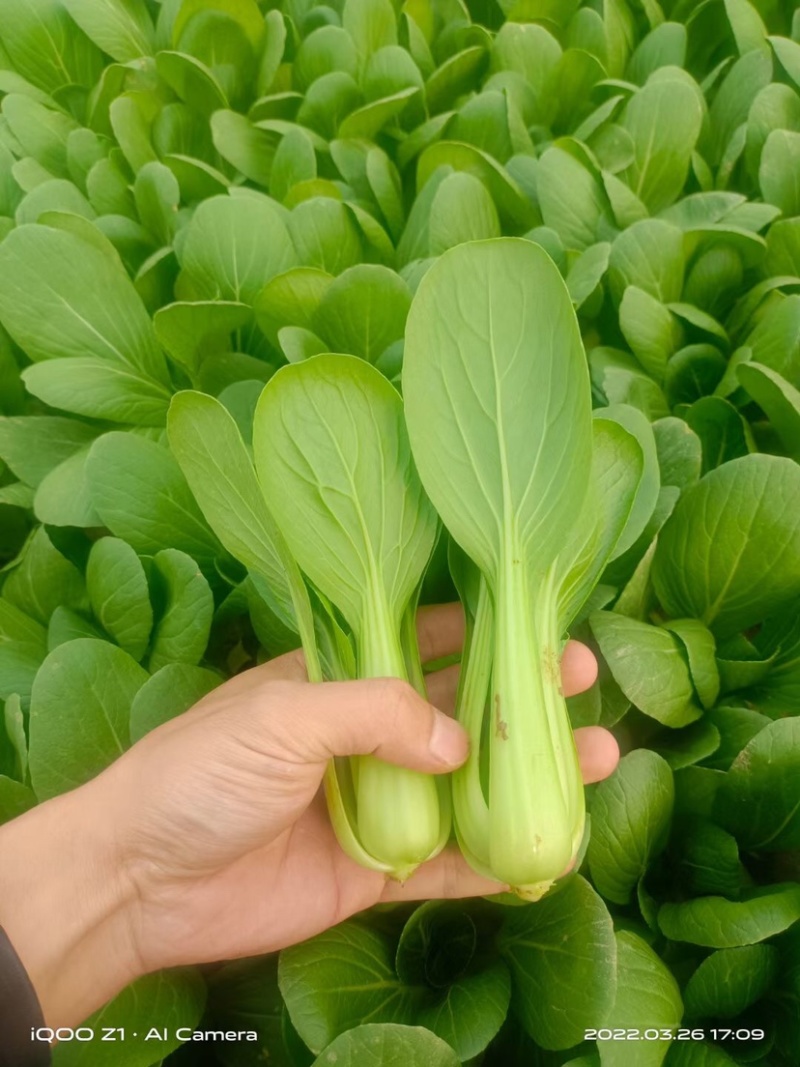 【上海青】小油菜小青菜产地直发专业团队保质保量可开发票