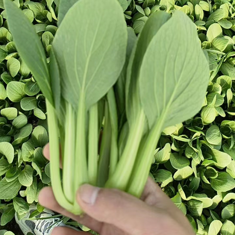 【上海青】小油菜小青菜产地直发专业团队保质保量可开发票