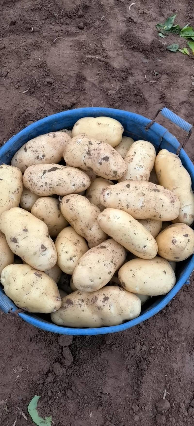 【土豆】优质荷兰十五土豆大量上市产地直发代发全国