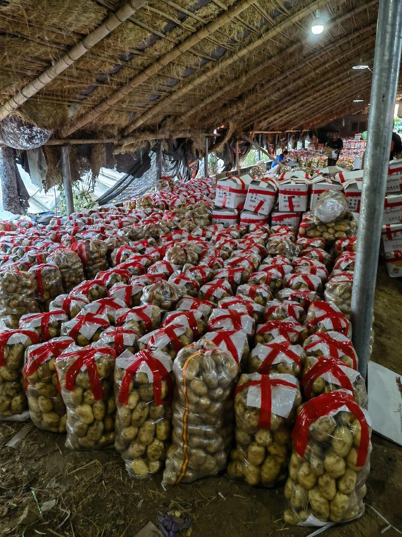 【土豆】优质荷兰十五土豆大量上市产地直发代发全国